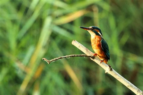 Selective Focus Animal Photography Of Hummingbird Perch On Tree Branch