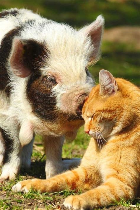 32 Best Unlikely Animal Friends Images On Pinterest Fluffy Pets