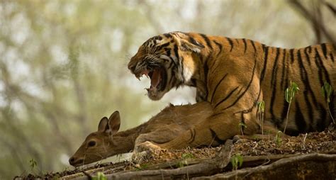 Cu Nta Carne Come Un Tigre National Geographic En Espa Ol