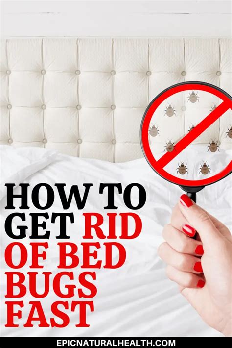 how to get rid of bed bugs fast and easily yourself at home epic natural health