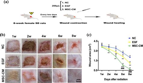 Effects Of Msc Cm On Cutaneous Wound Healing A Experimental