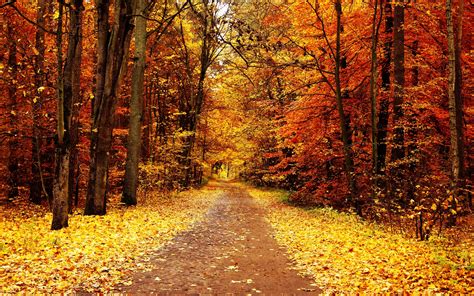 Color Autumn Trees Park Wallpaper 2560x1600 148552 Wallpaperup