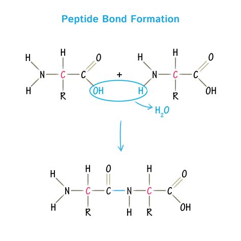 Amino Acids Physical Chemical Properties And Peptide Bond