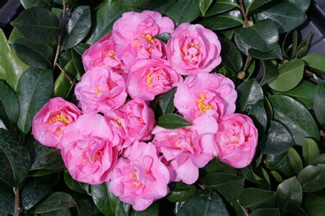Sasanqua varieties are among the earliest flowering camellias, with first blooms appearing in october Camellia Sasanqua Jennifer Susan 250mm Pot (Semi shade ...