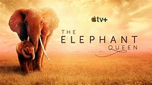 'The Elephant Queen' review: A picture perfect adventure for the entire ...