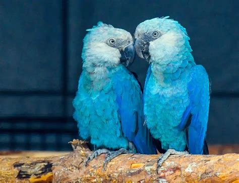 Os 50 Pássaros Mais Bonitos Do Brasil Turismo De Natureza