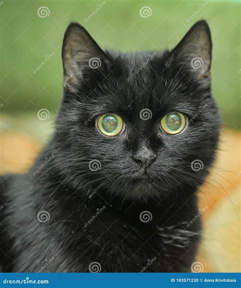 Fluffy Black Cat With Green Eyes Seedsyonseiackr