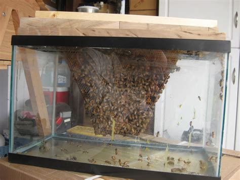 Deweys Bee Blog School Presentation Observation Hive Rustic Hive