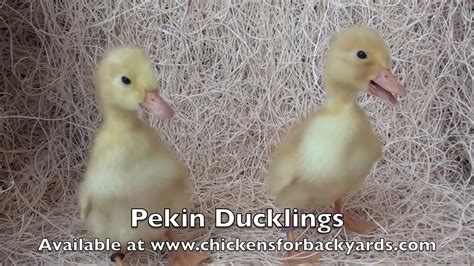 pekin ducklings for sale chickens for backyards youtube
