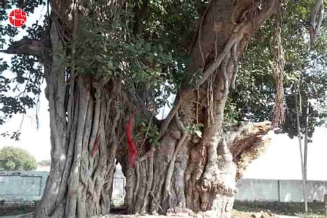 Significance Of The Banyan Tree In Hinduism