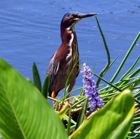 Green Heron Butorides Virescens Stock Image Image Of Ornithology