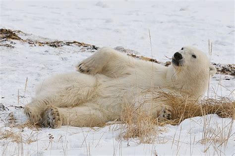 Canada Sean Crane Photography Blog Baby Polar Bears Polar Bear Bear