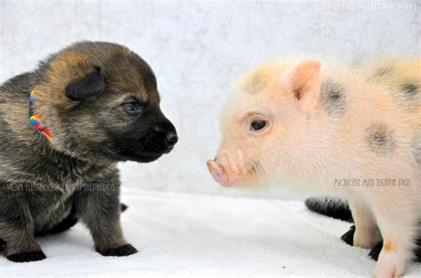 Check spelling or type a new query. German Shepherd Puppies & Mini Piglets Are Best Buddies
