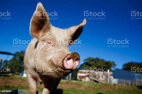 Happy Pink Pig Snout And Blue Sky Stock Photo Download Image Now
