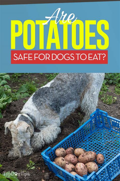 Potatoes are so versatile that they can be used to create so many delicious foods including delicious french after getting the answer to, can dog eat potatoes, the next question is can dogs eat sweet potatoes or not. Potatoes for Dogs 101: Can Dogs Eat Potatoes?