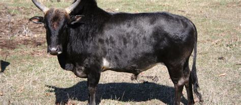 The Zebu Cattle Critter Science
