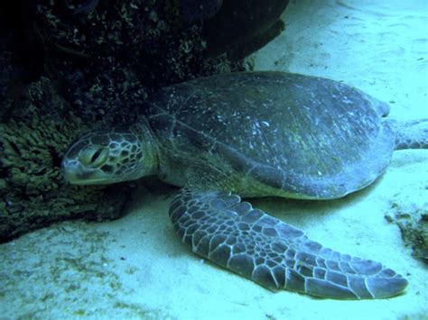 Turtle Hatching And Conservation In Los Cabos