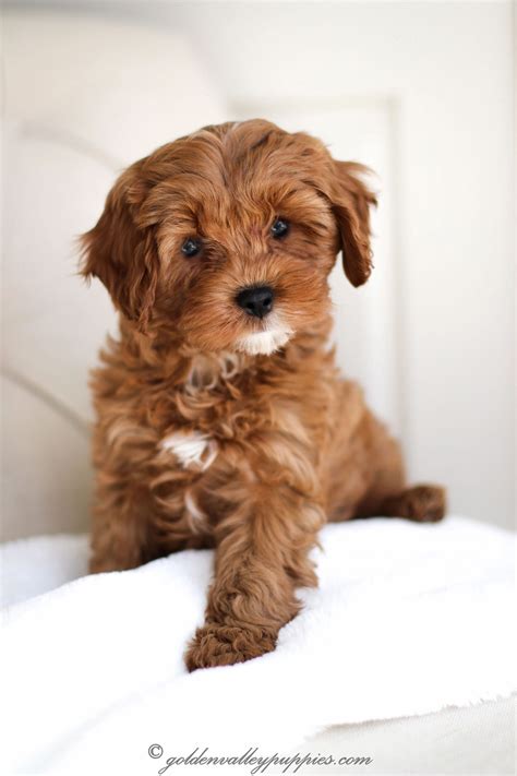 Explore 94 listings for free cavapoo puppies at best prices. Pin on Dogs for sale