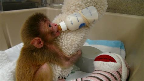 Nih Child Abuse Experiments On Baby Monkeys Exposed