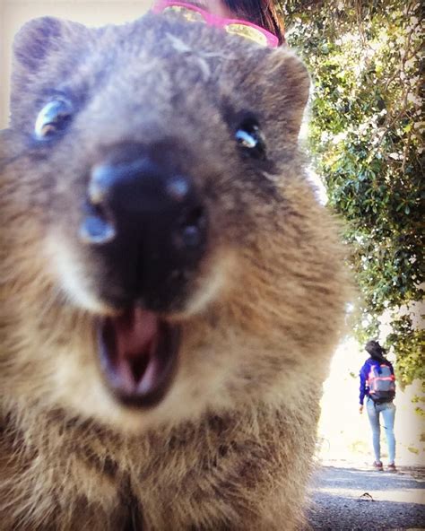 Quokka Funny