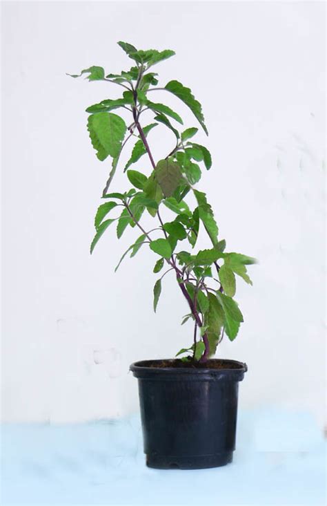 Krishna Tulsi Plant Buy Online In India From Vitri Greens