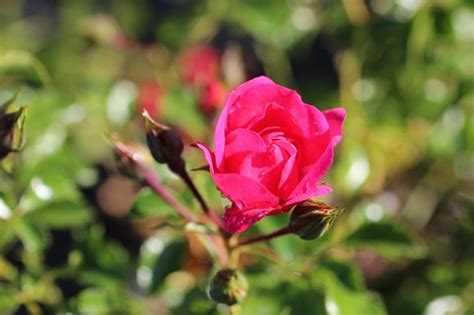 Rosa Flower Carpet Pink Devil Mountain Wholesale Nursery