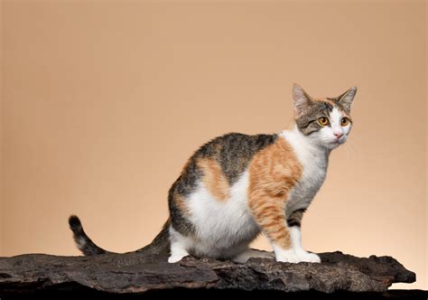 Rare Cat Breeds You Probably Dont Know About Readers Digest