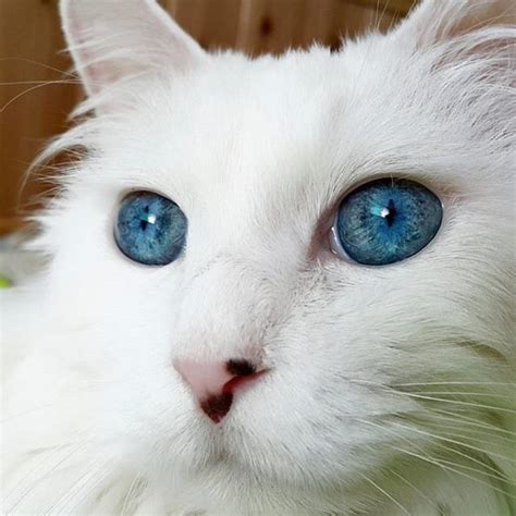 This Cat Has The Most Stunningly Beautiful Blue Eyes You Have Ever Seen