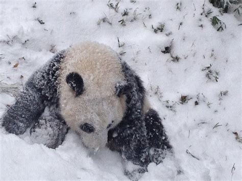 Baby Panda Plays In First Snow Picture Cutest Baby Animals From