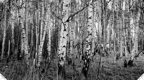 🔥 Download Natural Black White Birch Trees With Resolutions Pixel By