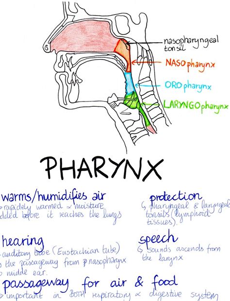 Pharynx Function In Respiratory System