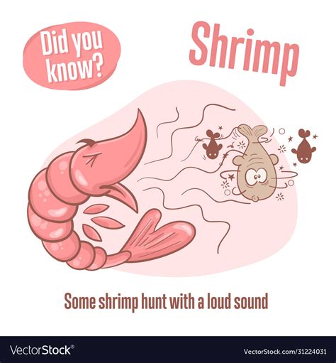 Prawn Interesting Facts About Shrimp Did You Know Vector Image