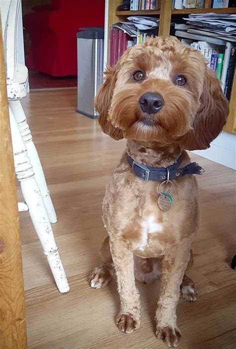 If you want to changing your hair for a while, best choice that you could make right away would be to go for one of these excellent 30 pixie haircut pictures. 27 Best Cockapoo Haircut Pictures | Page 5 of 7 | The Paws