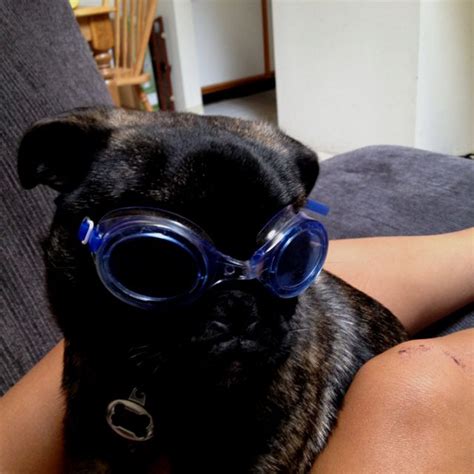 Little Pug In Goggles Pug Love Oval Sunglass Style