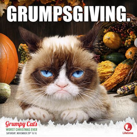 Grumpy Cat Meme On Tumblr