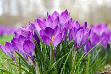 6 Easy-to-Grow Bulbs for Beautiful Spring Flowers
