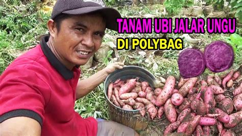 Lihat Cara Tanam Ubi Jalar Ungu Di Polybag Sampai Panen Dan Tanam Lagi