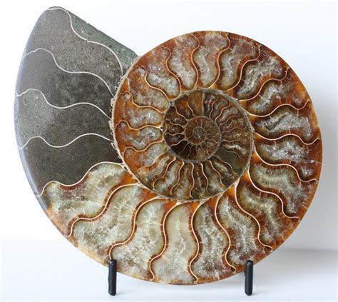 Huge Ammonite Fossil Large Nautilus Shell Display Stone Mens