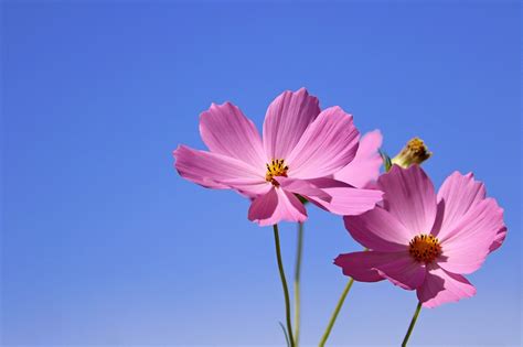 Quelle fleuriste Toulouse ? - Corsicadiaspora.com