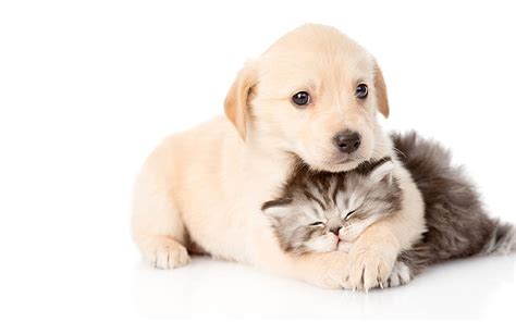 Golden Retriever Persian Cat Friends Labrador Dogs Friendship