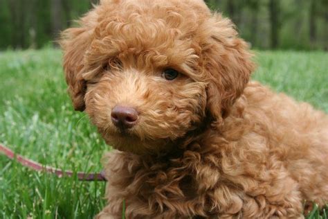 Specializing in mini goldendoodle puppies, standard goldendoodle puppies and goldichon puppies (golden retriever and bichon frise). Purple Boy | Mini goldendoodle puppies, Goldendoodle puppy ...