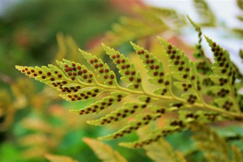 Spores On Fern Leaf Free Stock Photo - Public Domain Pictures
