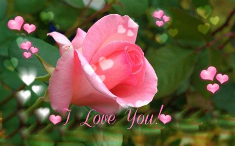 Hd I Love You ~ Pink Rose For Valentines Day Wallpaper Download Free 65314