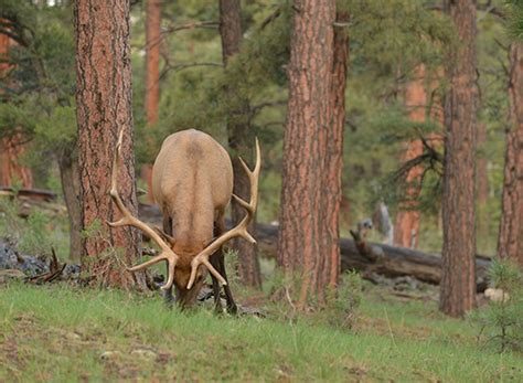 Wildlife Viewing Events Arizona Game And Fish Department