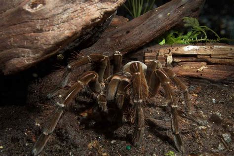 Say Hello To The Goliath Birdeater Spider