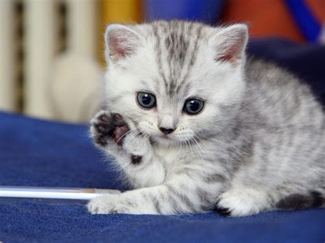 Kitten Gray White Striped Discover Wd