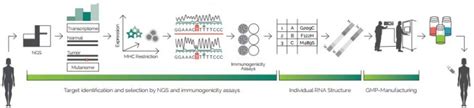 Also plans to send out 2 million doses of pfizer's vaccine after 2.9 million doses were cleared for shipment this week, gen. Moderna Competes with BioNTech's mRNA Personalized Cancer ...