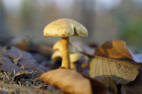 Mushroom Leaves Forest Free Photo On Pixabay Pixabay