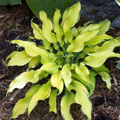 Ripple Effect Hosta Dwarf 4 Pot