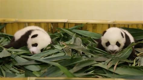 Cute Alert Two Month Old Giant Panda Twins Debut In S China Youtube